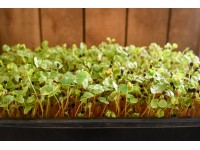 Buckwheat organic shoots, tray